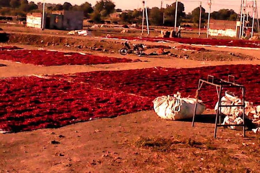 Red chillies spread out on open ground for sale in Khargone, Madhya Pradesh