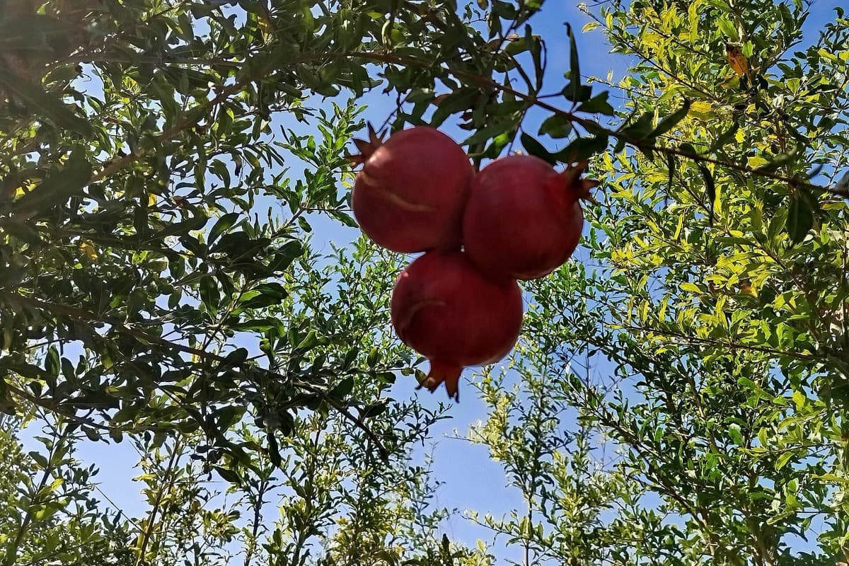 Pomegranates growing in an orchard