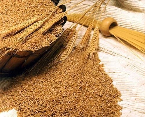 HI1634 Wheat Grain
